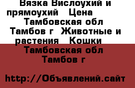 Вязка Вислоухий и прямоухий › Цена ­ 1 000 - Тамбовская обл., Тамбов г. Животные и растения » Кошки   . Тамбовская обл.,Тамбов г.